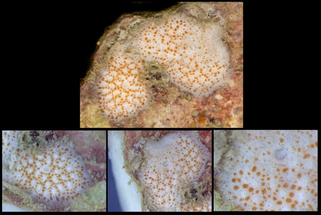 Ascidiacea sp. "Colonial ascidian 60"•&copy; Rene Ong•All Rights Reserved