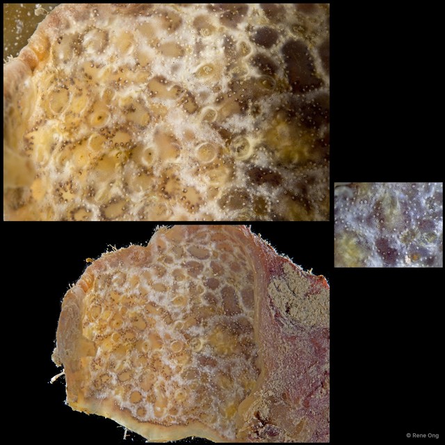Ascidiacea sp. "Colonial ascidian 61"•&copy; Rene Ong•All Rights Reserved