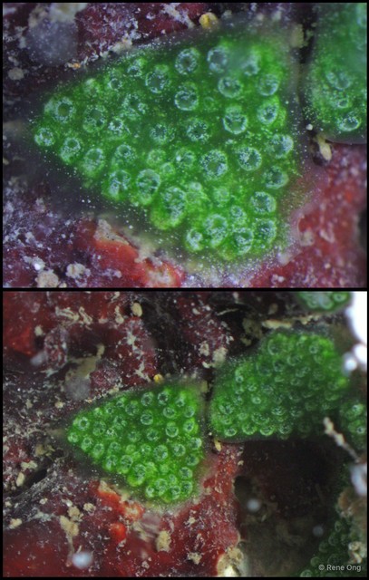 Ascidiacea sp. "Colonial ascidian 62"•&copy; Rene Ong•All Rights Reserved