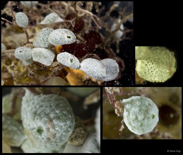 Ascidiacea sp. "Colonial ascidian 64"•&copy; Rene Ong•All Rights Reserved