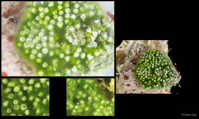 Ascidiacea sp. "Colonial ascidian 65"•&copy; Rene Ong•All Rights Reserved