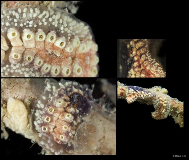 Ascidiacea sp. "Colonial ascidian 66"•&copy; Rene Ong•All Rights Reserved