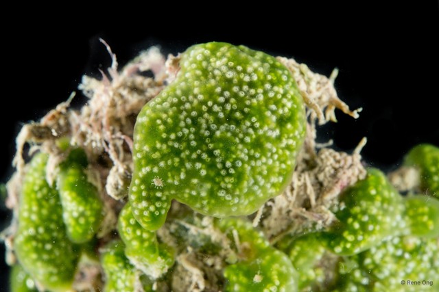 Ascidiacea sp. "Colonial ascidian 67"•&copy; Rene Ong•All Rights Reserved