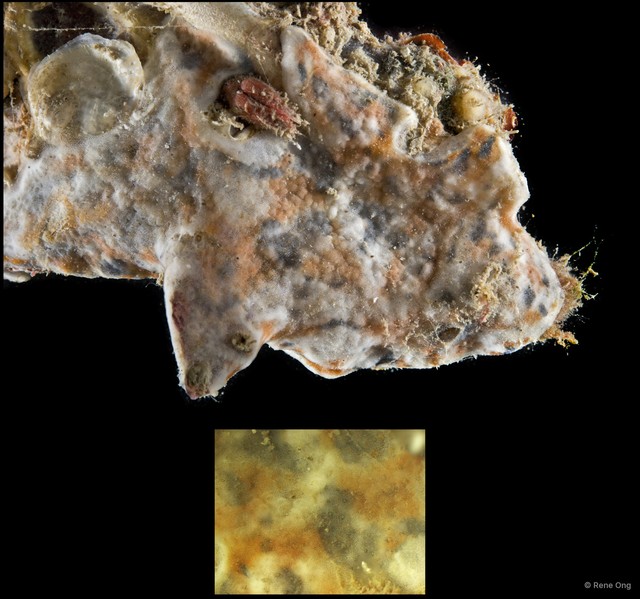 Ascidiacea sp. "Colonial ascidian 68"•&copy; Rene Ong•All Rights Reserved