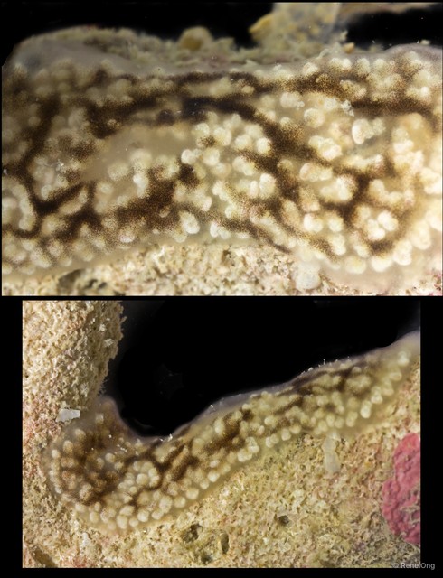 Ascidiacea sp. "Colonial ascidian 69"•&copy; Rene Ong•All Rights Reserved