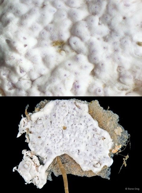 Ascidiacea sp. "Colonial ascidian 7"•&copy; Rene Ong•All Rights Reserved