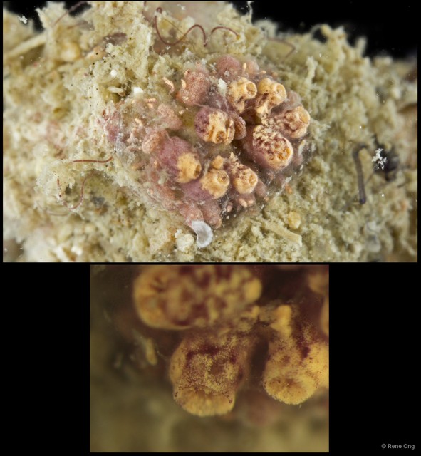 Ascidiacea sp. "Colonial ascidian 70"•&copy; Rene Ong•All Rights Reserved