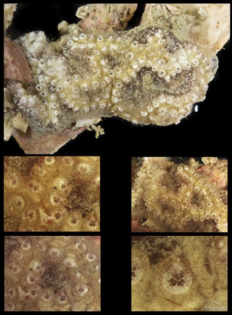 Ascidiacea sp. "Colonial ascidian 71"•&copy; Rene Ong•All Rights Reserved