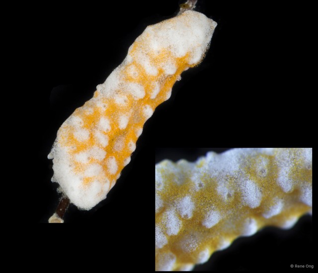 Ascidiacea sp. "Colonial ascidian 72"•&copy; Rene Ong•All Rights Reserved