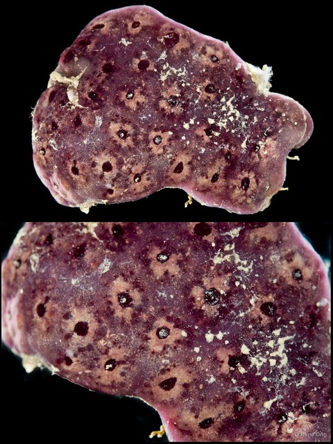 Ascidiacea sp. "Colonial ascidian 73"•&copy; Rene Ong•All Rights Reserved