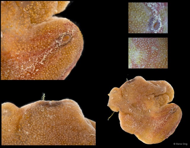 Ascidiacea sp. "Colonial ascidian 74"•&copy; Rene Ong•All Rights Reserved