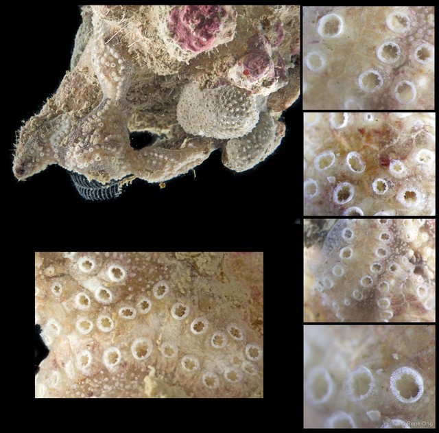 Ascidiacea sp. "Colonial ascidian 75"•&copy; Rene Ong•All Rights Reserved