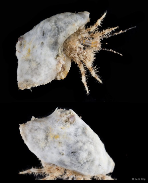 Ascidiacea sp. "Colonial ascidian 76"•&copy; Rene Ong•All Rights Reserved