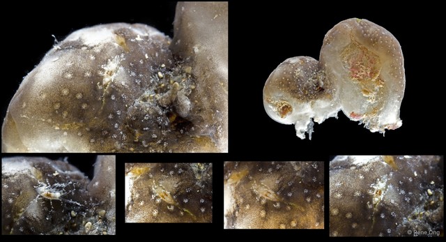 Ascidiacea sp. "Colonial ascidian 77a"•&copy; Rene Ong•All Rights Reserved
