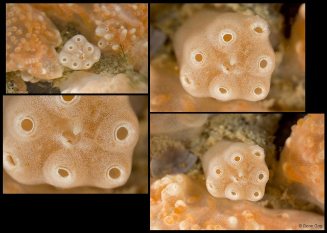 Ascidiacea sp. "Colonial ascidian 77b"•&copy; Rene Ong•All Rights Reserved