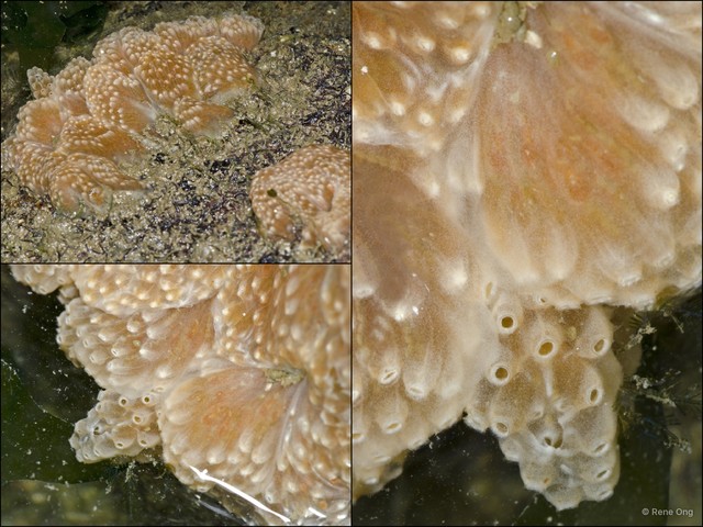 Ascidiacea sp. "Colonial ascidian 78"•&copy; Rene Ong•All Rights Reserved