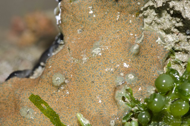 Ascidiacea sp. "Colonial ascidian 79"•&copy; Rene Ong•All Rights Reserved