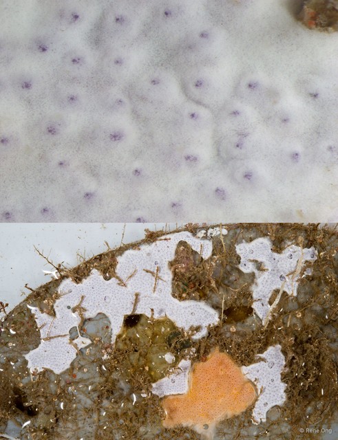 Ascidiacea sp. "Colonial ascidian 8"•&copy; Rene Ong•All Rights Reserved
