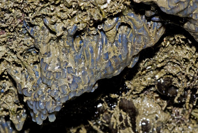 Ascidiacea sp. "Colonial ascidian 80"•&copy; Rene Ong•All Rights Reserved
