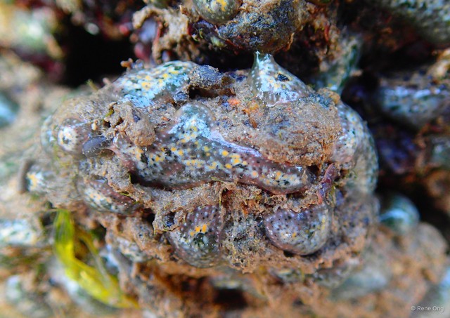 Ascidiacea sp. "Colonial ascidian 81"•&copy; Rene Ong•All Rights Reserved