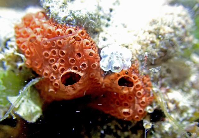 Ascidiacea sp. "Colonial ascidian 82"•&copy; Rene Ong•All Rights Reserved