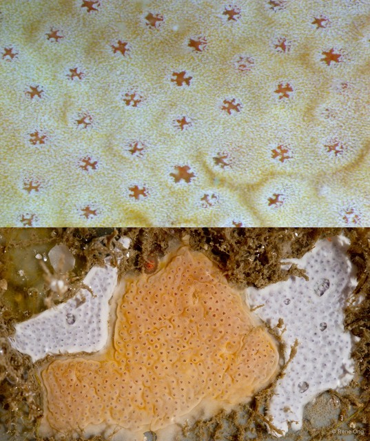 Ascidiacea sp. "Colonial ascidian 9"•&copy; Rene Ong•All Rights Reserved