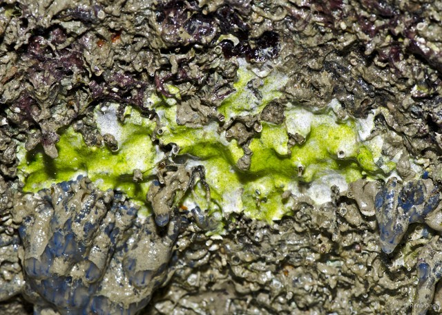 Ascidiacea sp. "Green colonial ascidian 80"•&copy; Rene Ong•All Rights Reserved