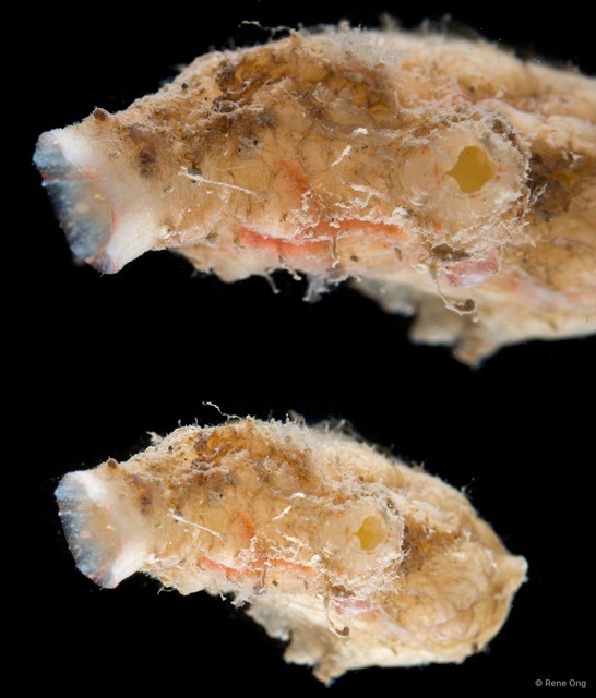 Ascidiacea sp. "Solitary ascidian 1"•&copy; Rene Ong•All Rights Reserved
