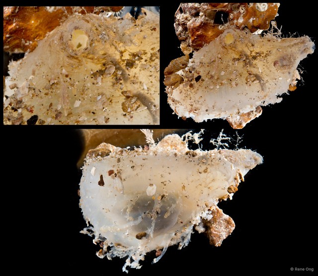 Ascidiacea sp. "Solitary ascidian 11"•&copy; Rene Ong•All Rights Reserved