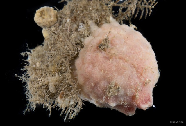 Ascidiacea sp. "Solitary ascidian 12"•&copy; Rene Ong•All Rights Reserved