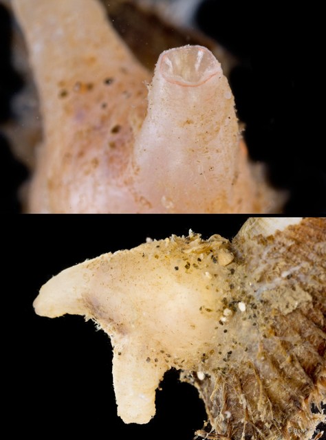 Ascidiacea sp. "Solitary ascidian 13"•&copy; Rene Ong•All Rights Reserved
