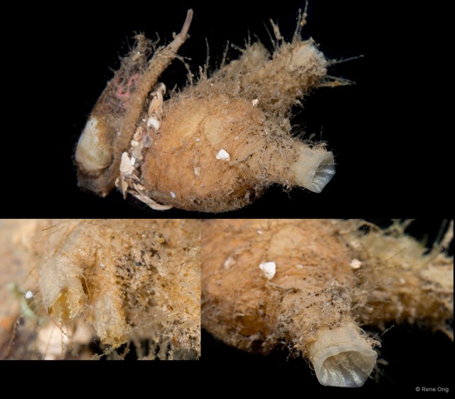Ascidiacea sp. "Solitary ascidian 14"•&copy; Rene Ong•All Rights Reserved