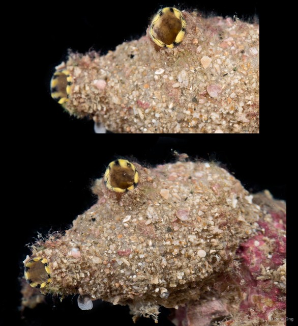 Ascidiacea sp. "Solitary ascidian 15"•&copy; Rene Ong•All Rights Reserved