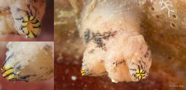 Ascidiacea sp. "Solitary ascidian 16"•&copy; Rene Ong•All Rights Reserved