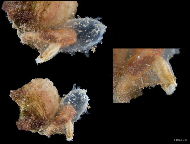 Ascidiacea sp. "Solitary ascidian 17"•&copy; Rene Ong•All Rights Reserved