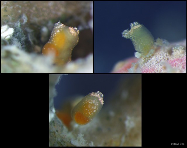 Ascidiacea sp. "Solitary ascidian 18"•&copy; Rene Ong•All Rights Reserved
