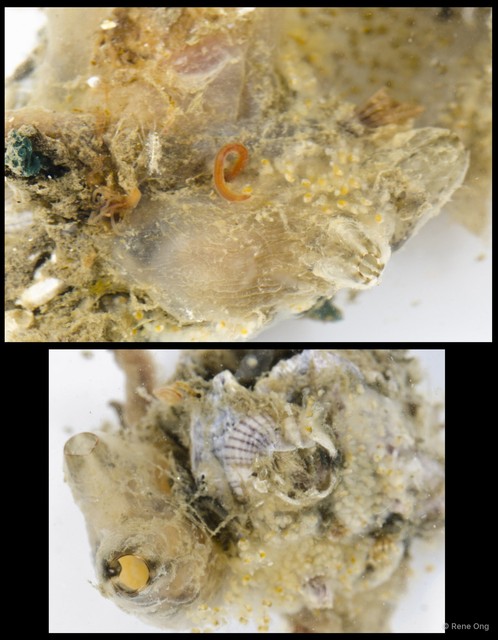 Ascidiacea sp. "Solitary ascidian 19"•&copy; Rene Ong•All Rights Reserved