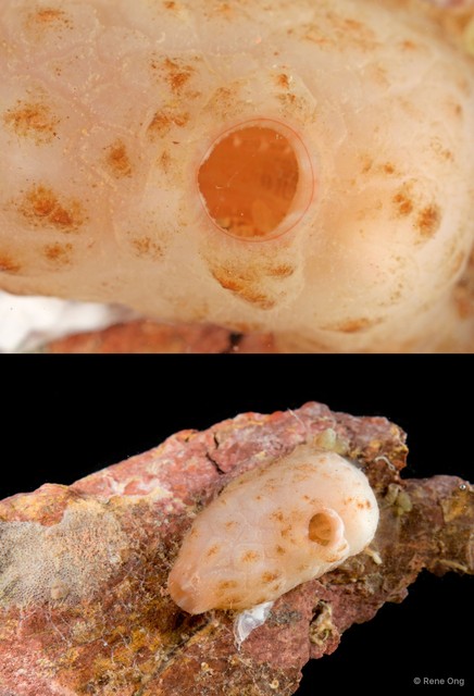 Ascidiacea sp. "Solitary ascidian 2"•&copy; Rene Ong•All Rights Reserved