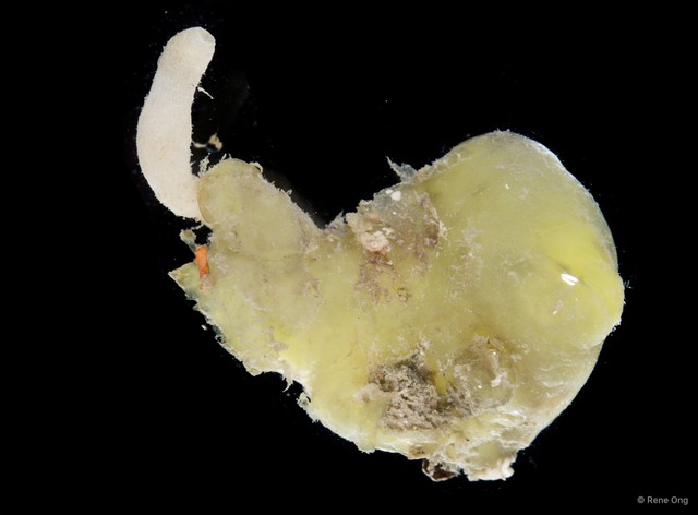 Ascidiacea sp. "Solitary ascidian 20"•&copy; Rene Ong•All Rights Reserved