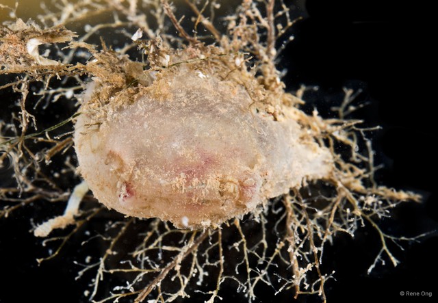 Ascidiacea sp. "Solitary ascidian 21"•&copy; Rene Ong•All Rights Reserved