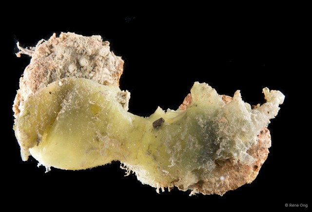 Ascidiacea sp. "Solitary ascidian 22"•&copy; Rene Ong•All Rights Reserved