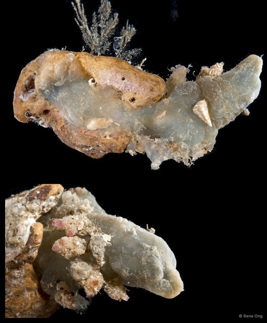 Ascidiacea sp. "Solitary ascidian 23"•&copy; Rene Ong•All Rights Reserved