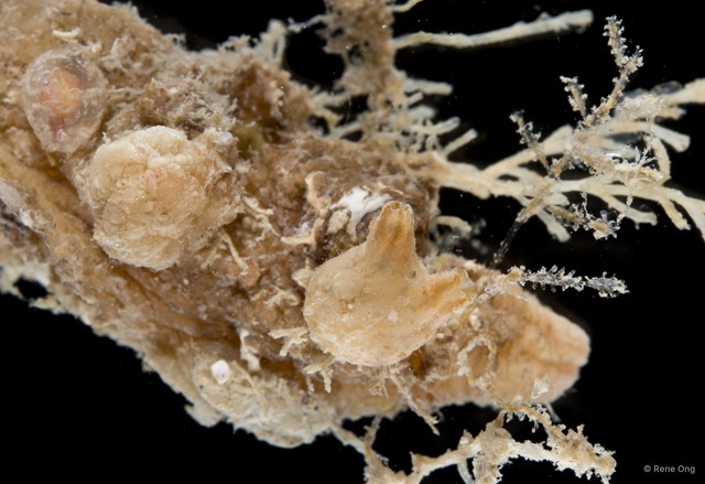 Ascidiacea sp. "Solitary ascidian 24"•&copy; Rene Ong•All Rights Reserved