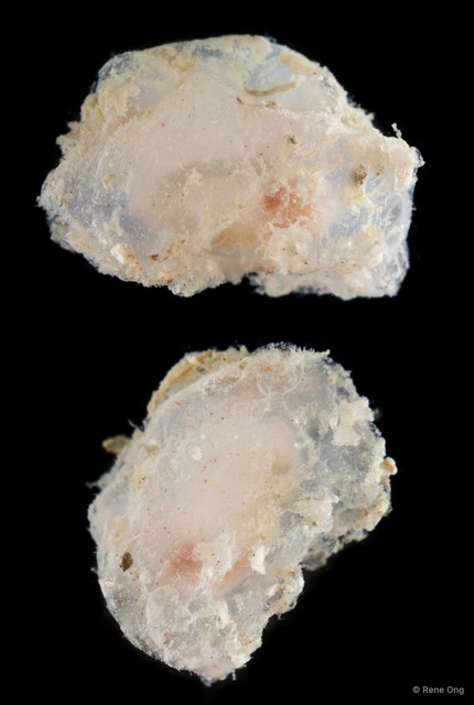 Ascidiacea sp. "Solitary ascidian 25"•&copy; Rene Ong•All Rights Reserved