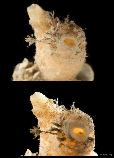 Ascidiacea sp. "Solitary ascidian 26"•&copy; Rene Ong•All Rights Reserved