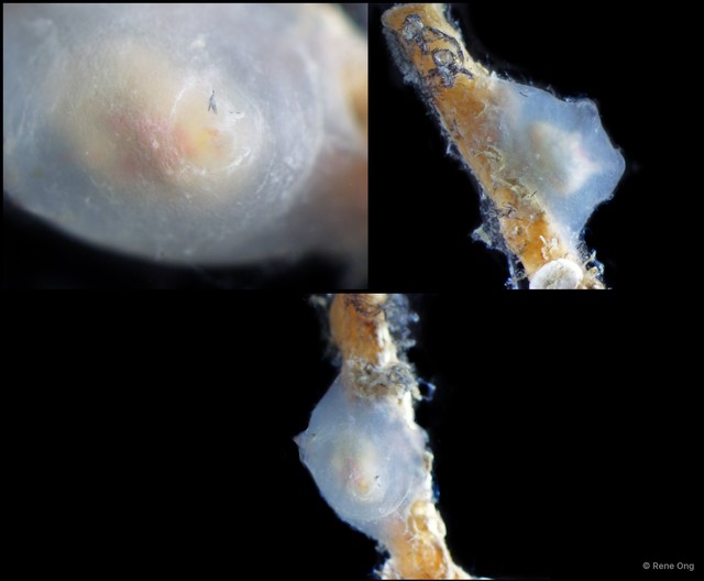 Ascidiacea sp. "Solitary ascidian 27"•&copy; Rene Ong•All Rights Reserved