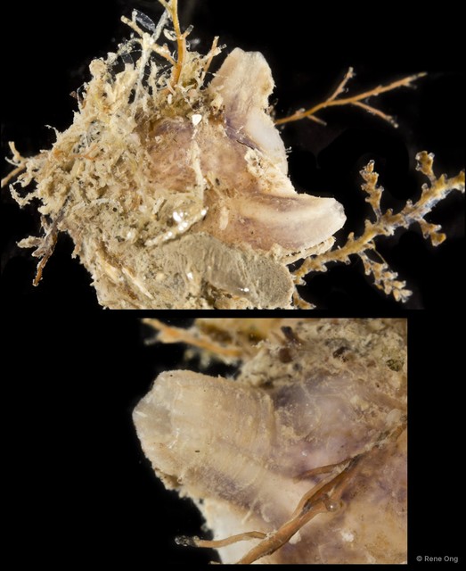 Ascidiacea sp. "Solitary ascidian 28"•&copy; Rene Ong•All Rights Reserved