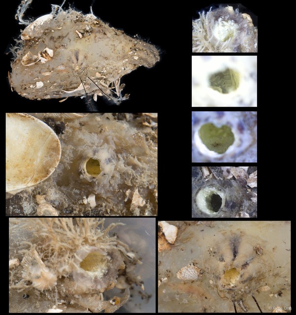 Ascidiacea sp. "Solitary ascidian 29"•&copy; Rene Ong•All Rights Reserved