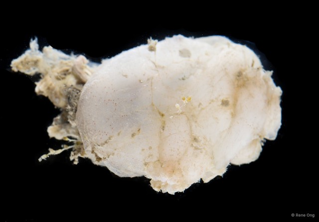 Ascidiacea sp. "Solitary ascidian 3"•&copy; Rene Ong•All Rights Reserved