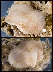 Ascidiacea sp. "Solitary ascidian 30"
